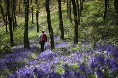 walking tour in the forest of wales